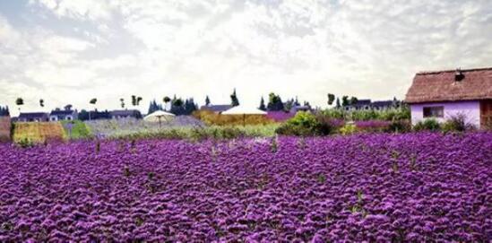 对不起，我要去上海新东方，别再找我了！