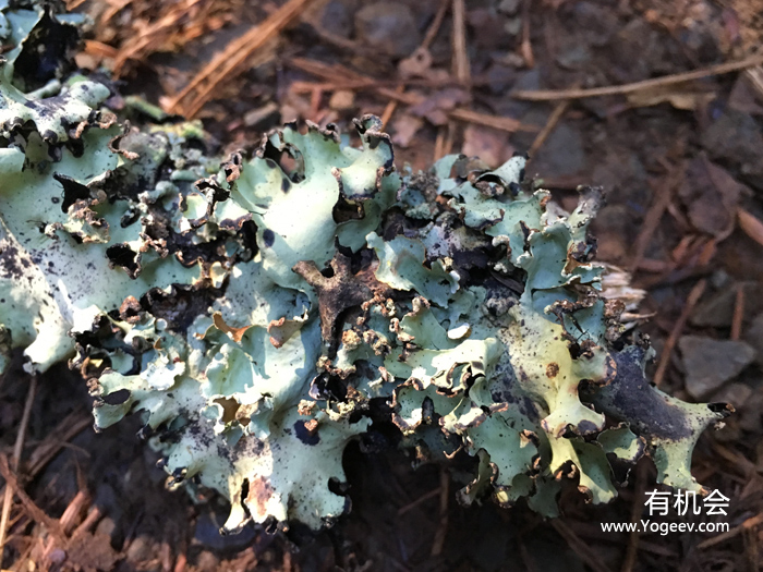 现实中的魔法森林,魔法森林教学课件