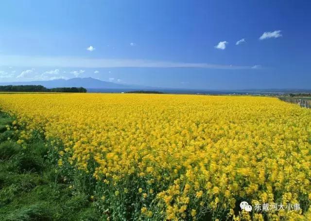 东戴河，比丽江清净，比大理多情，去过的人，没有一个人不爱它