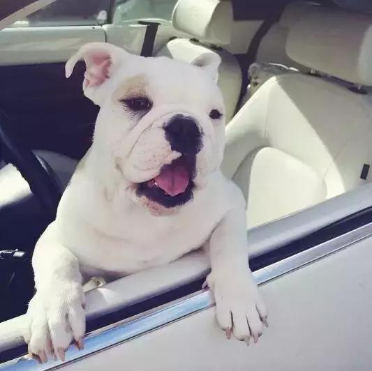 本山大叔赵本山,本山大叔和一猫一狗