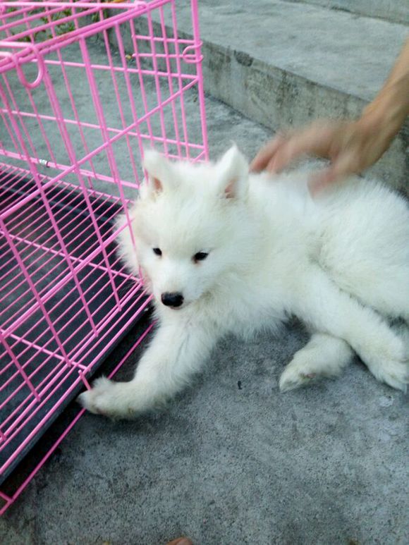 刚到家的萨摩耶活泼正常嘛,萨摩耶无精打采拉稀还不吃东西