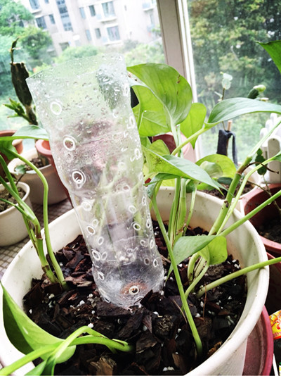 塑料瓶水培绿萝的正确方法,塑料瓶手工制作花瓶养绿萝