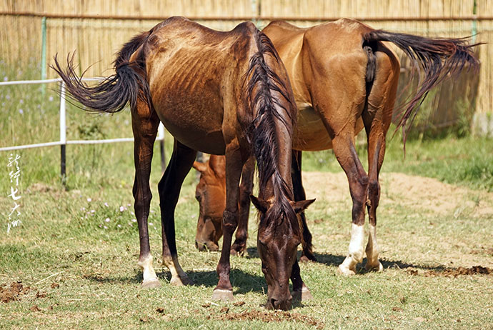土库曼斯坦血统最纯的汗血宝马,土库曼斯坦最顶级汗血宝马