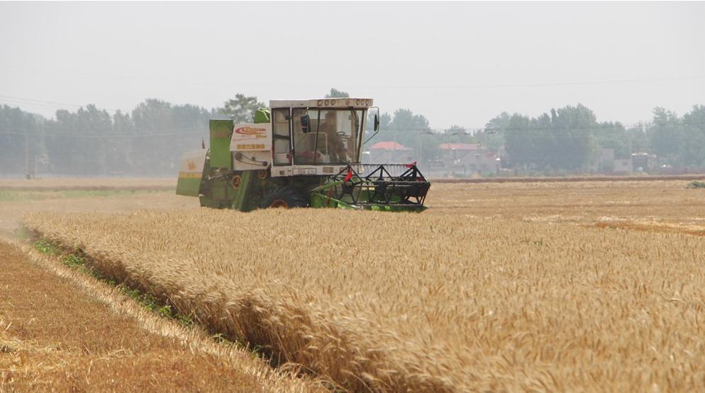 纵横田间，麦收不将就，这款山东“壮汉”收割机就是猛