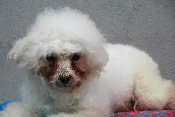 为何它眼旁常有泪痕,不要以为它是爱你爱得深沉!