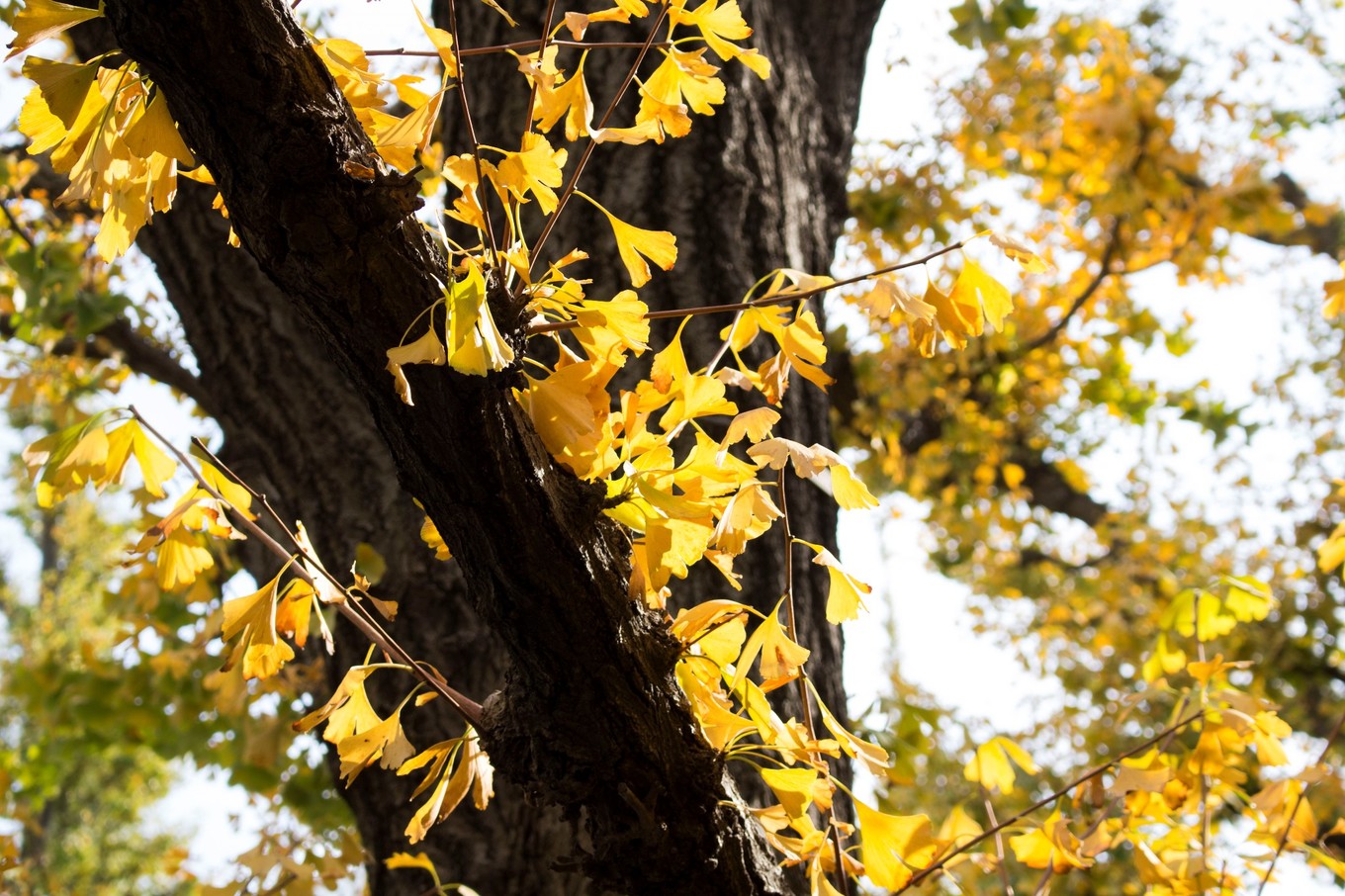 日本物语落樱下的邂逅,浪漫的日本物语