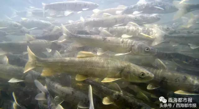 湟鱼洄游现生命的力量,青海湖湟鱼迎来洄游产卵高峰期