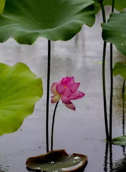 金华十大赏花景点排名,金华荷花景点大全