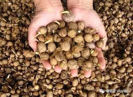 种植粮食一亩能赚多少钱,种植什么农作物一亩地能赚2000