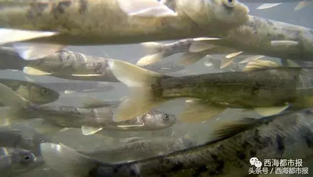 湟鱼洄游现生命的力量,青海湖湟鱼迎来洄游产卵高峰期