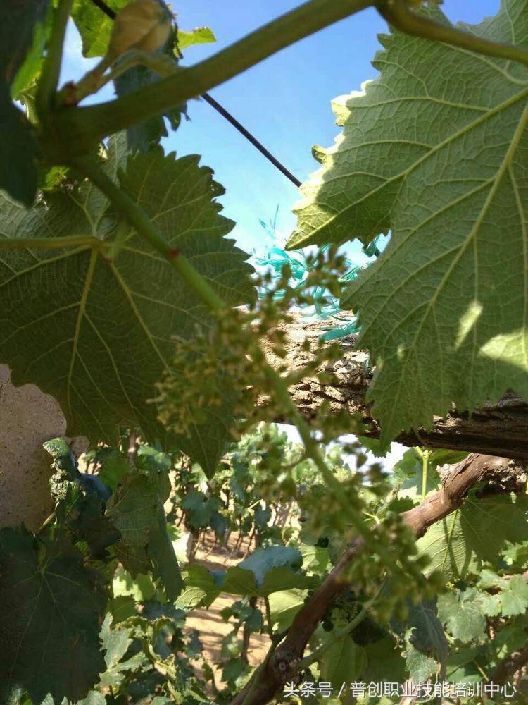 葡萄种植管理技术唐老师,如何管理葡萄才能高产的技术