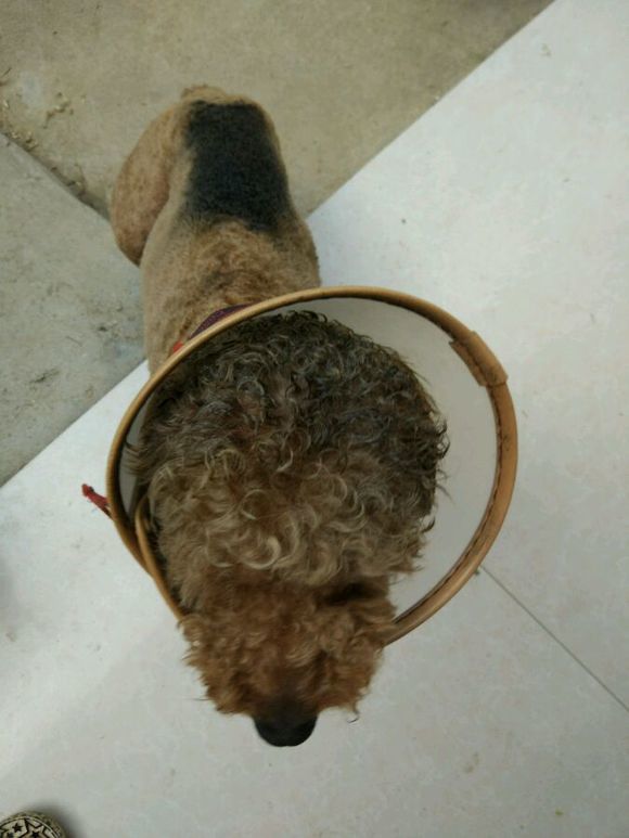 网友家的泰迪,泰迪皮肤病抹什么