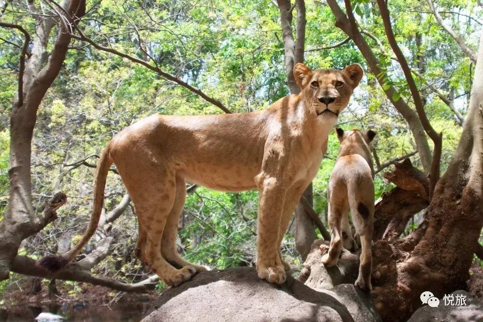 毛里求斯出境旅游攻略,刚去毛里求斯的人可以免签30天吗