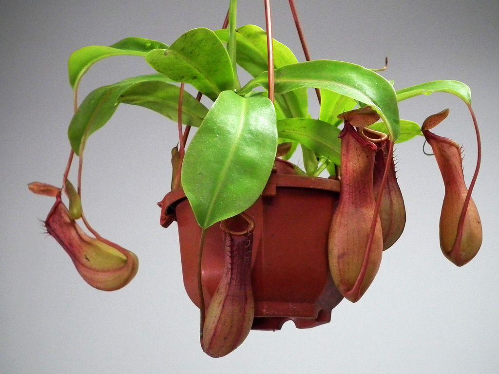 5个防蚊虫的好方法夏天不怕被咬,夏天被蚊子咬的全是包