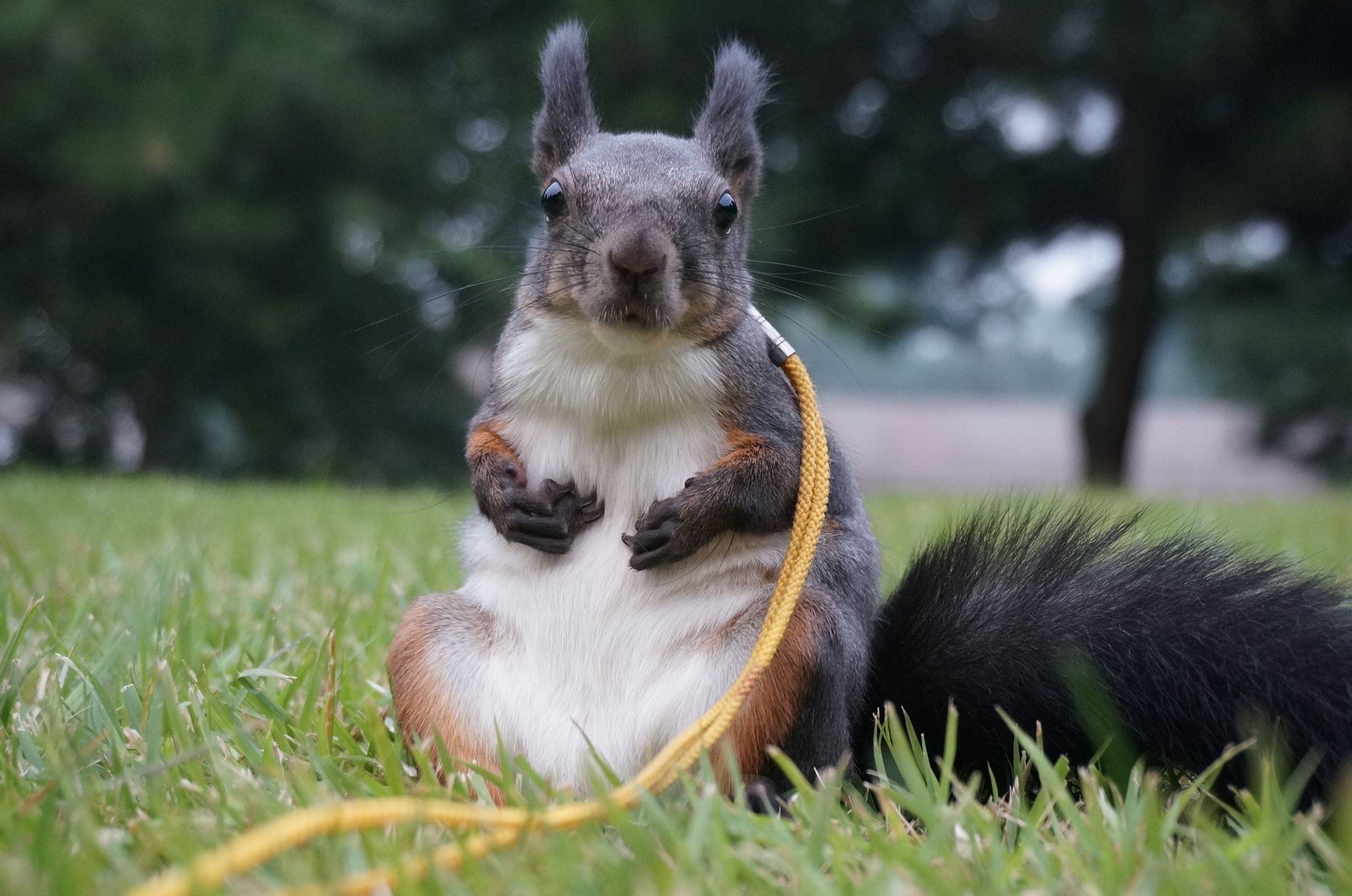 大魔王松鼠怎么驯服,松鼠魔王怎么饲养