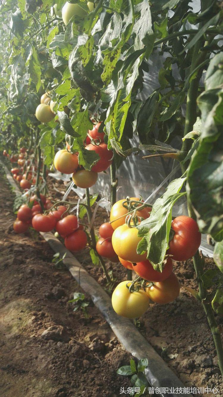 葡萄种植管理技术唐老师,如何管理葡萄才能高产的技术