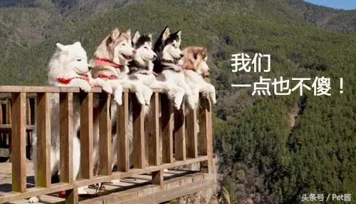 阿拉斯加头上三把火是窜的吗,阿拉斯加也有三把火是纯种吗