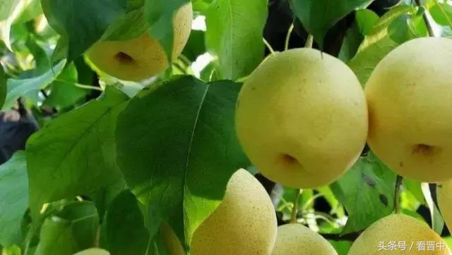 山西榆次必带的特产有什么,榆次有什么特产美食