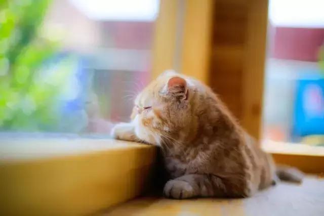 程两两｜扁脸超厉害的！