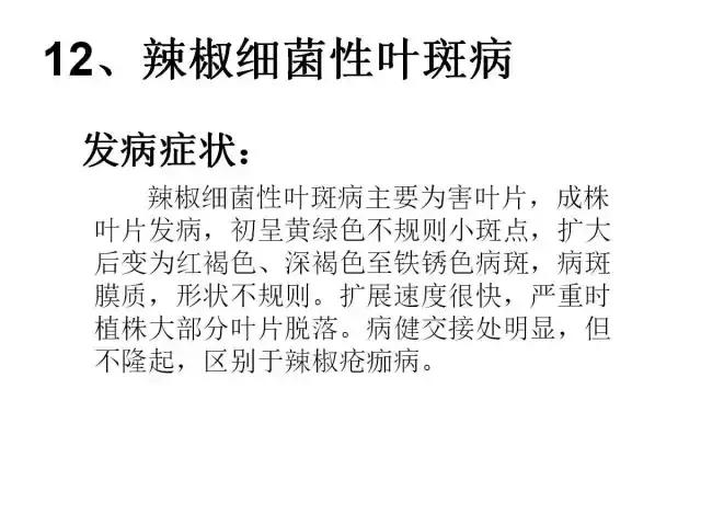 辣椒卷叶病虫害图谱及防治方案,辣椒病虫害大全