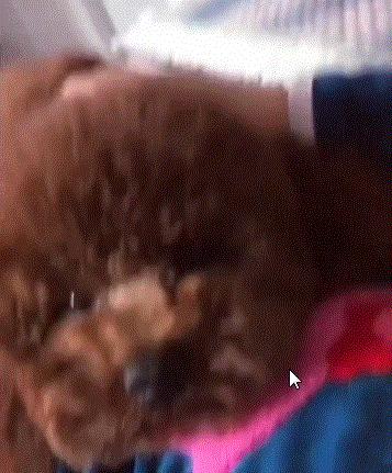 泰迪拆家被主人暴打,泰迪拆家罚站