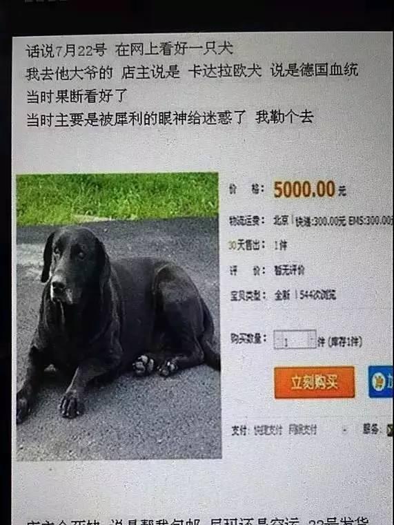 千万不要买市场上的狗,网上买狗买家秀