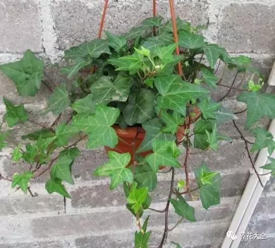 能驱虫的花,什么花养在家里可以净化空气