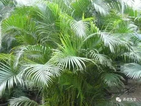 什么花驱虫又香,什么花驱虫又不伤人