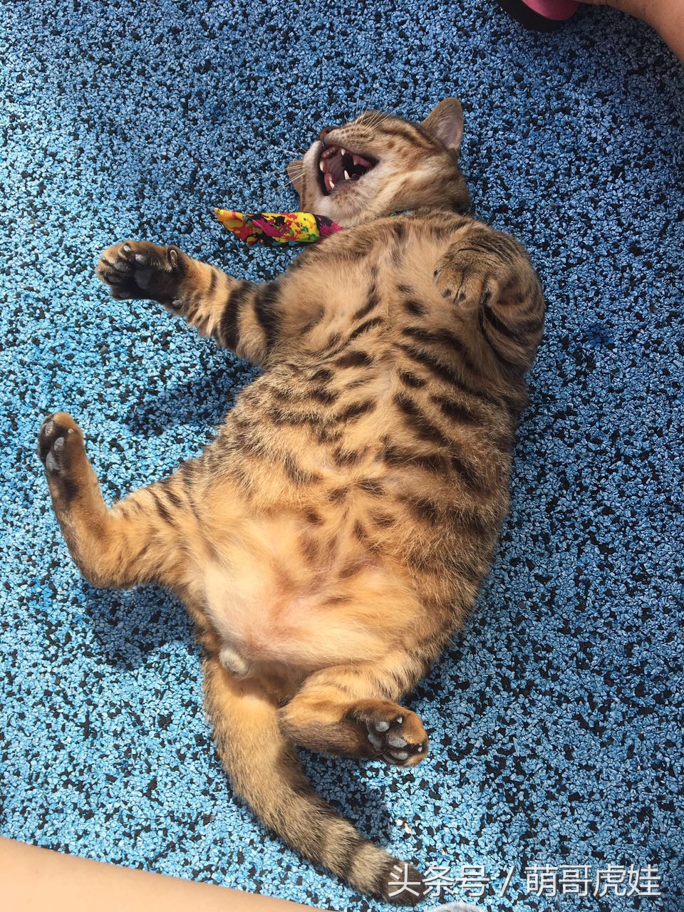 心爱的抱枕才抱了一晚上就被喵星人给糟蹋了，铲屎的：谁干的站出来保证不打死你