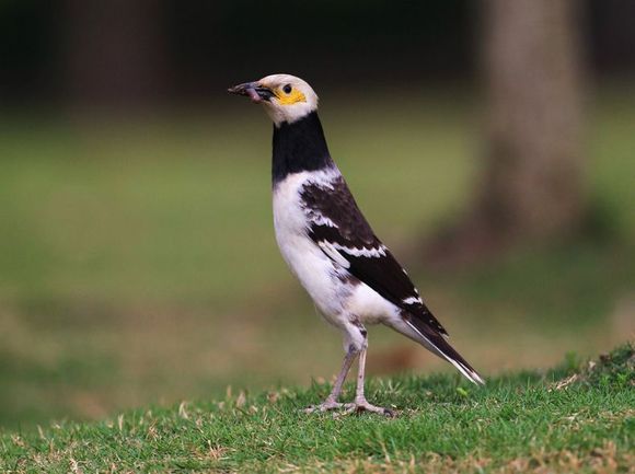 八哥鸟怎么养才能亲近人,养了一年的八哥鸟会怎样