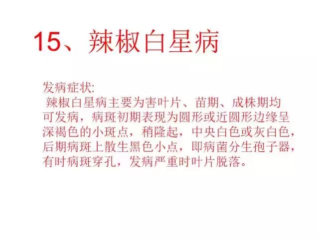 辣椒卷叶病虫害图谱及防治方案,辣椒病虫害大全