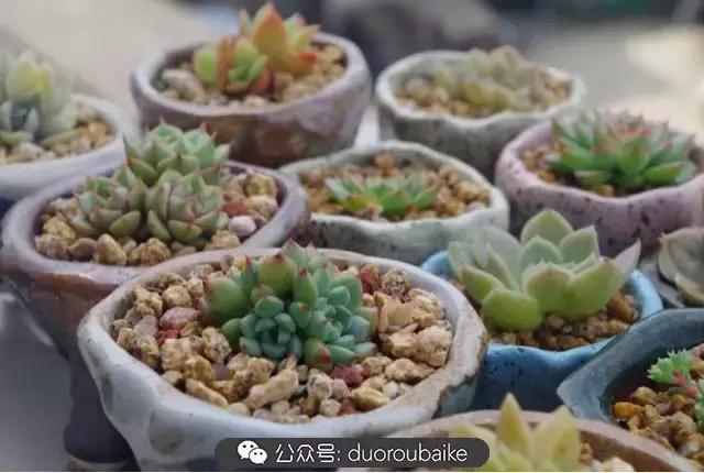 大浙江的多肉也来拉仇恨咯！即使淋雨也不褪色！我有妙招！