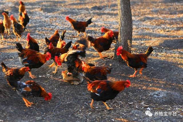 鸡败血性大肠杆菌怎么治疗,鸡大肠杆菌病治死率