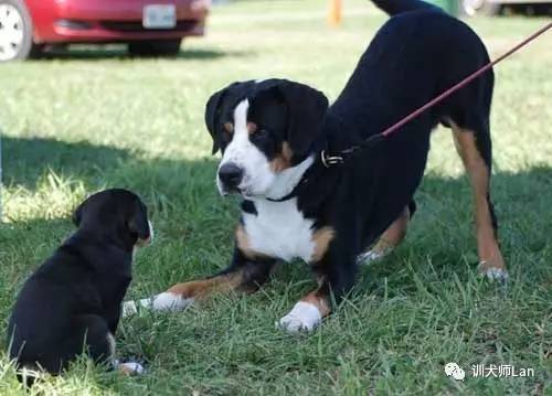 怎么让狗狗之间打架,怎么让狗狗打架时变得凶