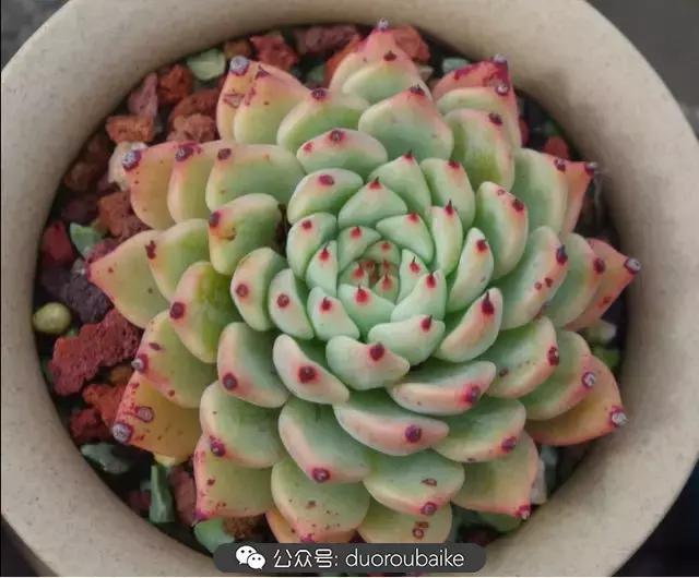 大浙江的多肉也来拉仇恨咯！即使淋雨也不褪色！我有妙招！