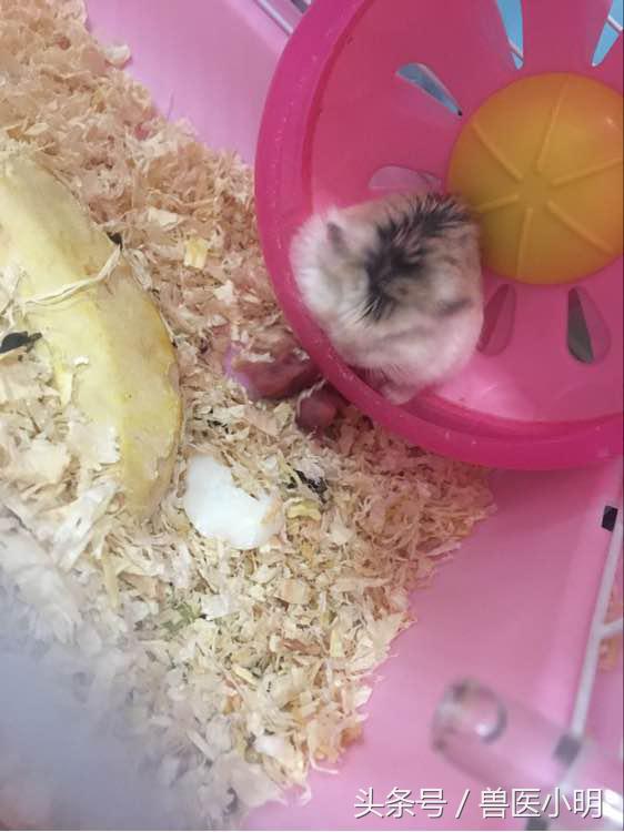 仓鼠生孩子中途被吓到会怎么样,仓鼠生孩子出现意外怎么办