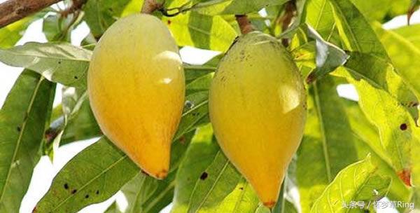 三亚必吃的十大水果排名,海南三亚最爱吃的水果