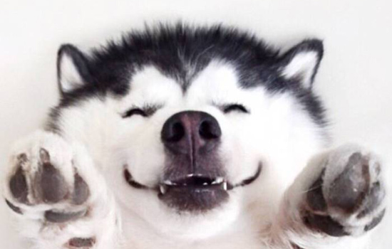 狗狗粪便恶心臭味,狗狗大便臭有点软