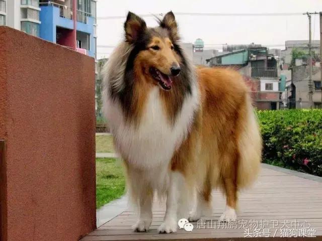 犬种介绍,犬种介绍柯基