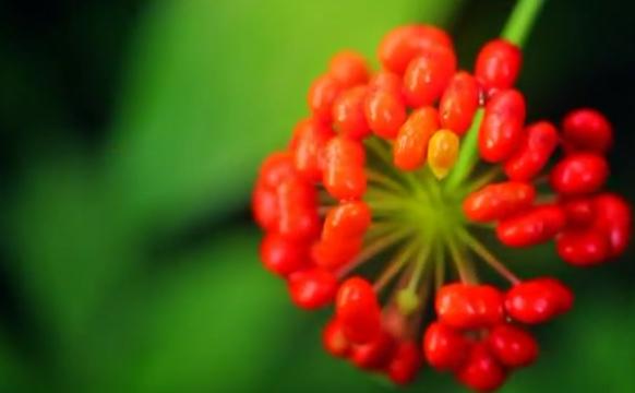 闯关东买人参后续,闯关东人参是真的还是假的