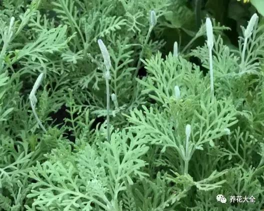 能驱虫的花,什么花养在家里可以净化空气