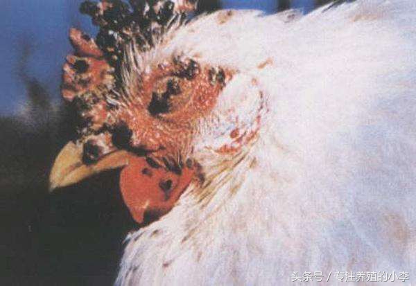 鸡被蚊子咬了怎样治疗,鸡眼睛被蚊子咬了怎么办