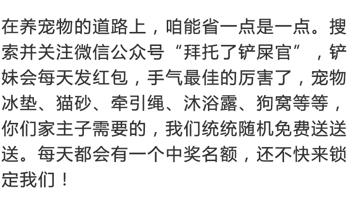 jqk扑克牌,好看的狗狗扑克牌