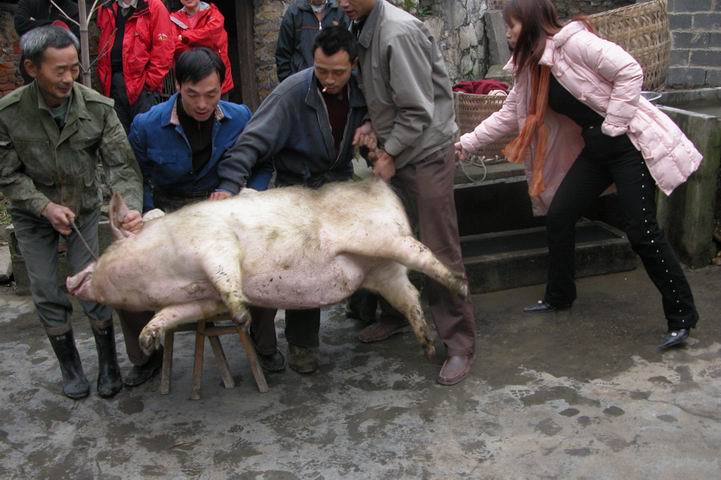 一把杀猪刀,一把杀猪刀出神入化