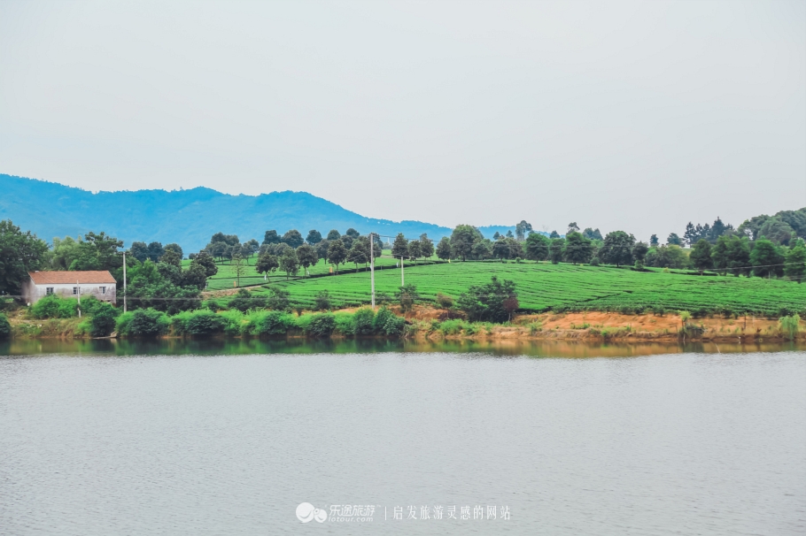 去木子山庄感受禅意，去观察奇曲茶