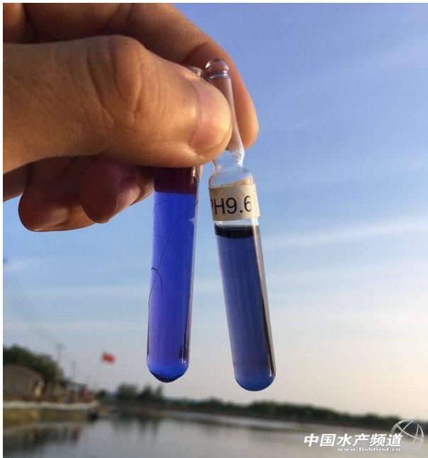 河蟹池塘养殖ph要求,河蟹塘ph值早晚相差多少合适