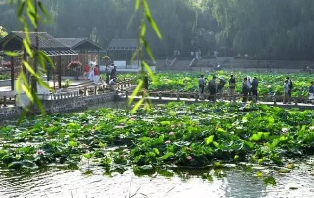 郑州哪的荷花开得比较好,郑州荷花观赏区