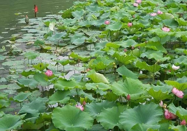 郑州哪的荷花开得比较好,郑州荷花观赏区