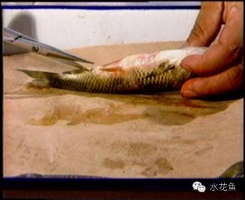 病毒性出血性败血症如何处理,暴发性出血病