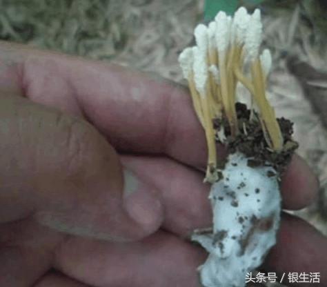 农村土长的冬虫夏草,野菜冬虫夏草有用吗